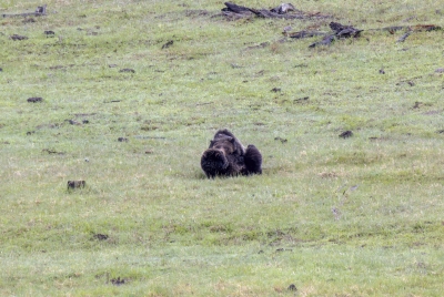 Grizzly Bears Fairy Falls Parking Lot 2025